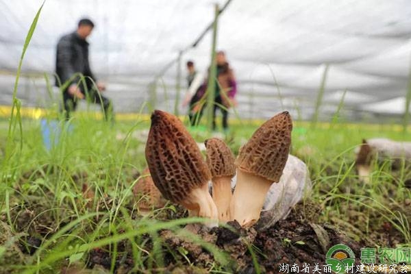 80后小伙回乡种植羊肚菌，现种植规模扩大到了40亩！