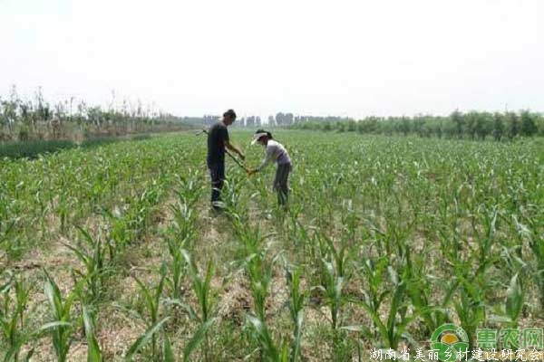 夏玉米除草事宜