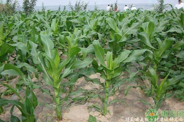 夏玉米除草要点