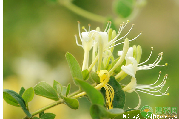 金银花价格多少钱一斤