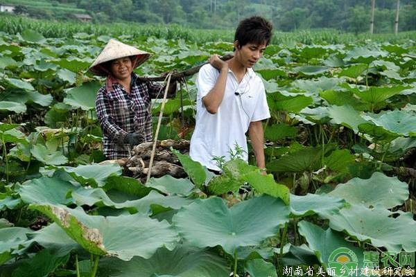 莲藕种植增收致富