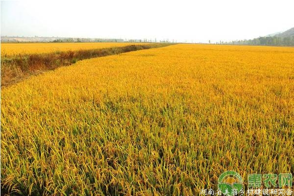 农业农村部：研究制定全国统一的土地流转合同文本