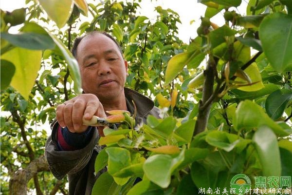 果树不会修剪怎么办?记住这些原则即可!