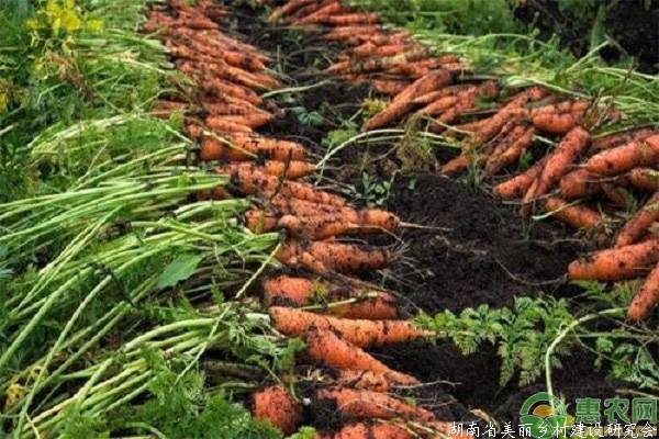 秋菜田间管理要点