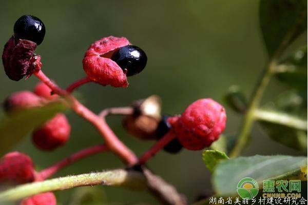 花椒之所以这样贵，主要还是这三个原因！