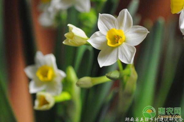 凌波仙子是什么花？它的花语是什么？