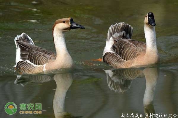 活鹅肉价格走势如何？（附活鹅肉、鹅毛、鹅肉价格）