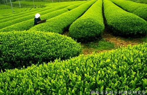 两岸茶产业及文化研讨会在重庆举行