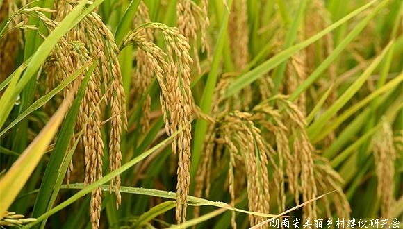 安徽：水稻“一种两收”能迎来春天吗？