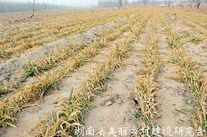 预计2月份冬麦区降水偏少 农业农村部部署冬小麦抗旱保苗工作